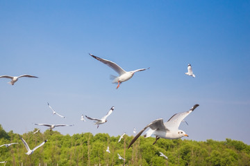 seagull flying with sky at Bangpu, Thailand