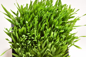wheat grass in a bunch