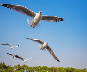 seagull flying with sky at Bangpu, Thailand