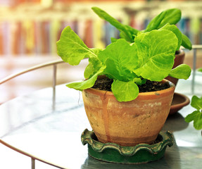 Close up of fresh green salad vegetable is grown in pot