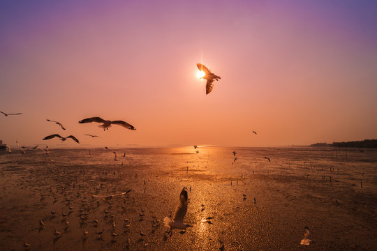Seagull with sunset on the sea at Bangpu, Thailand