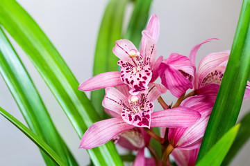 pink orchids bloom in the spring