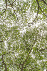 Fototapeta premium Autumn tree in the forest seen from ground up