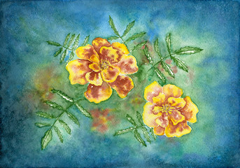 Marigolds (Tagetes erecta, Mexican marigold, Aztec marigold, African marigold). Watercolor yellow flowers on the blue abstract background.