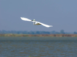 Ardea alba bird