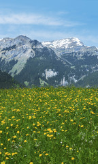Fototapeta premium Meadow, flower field and mountain alps in Switzerland