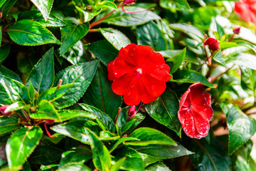 Madagascar periwinkle, Madagascar periwinkle