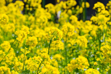 菜の花