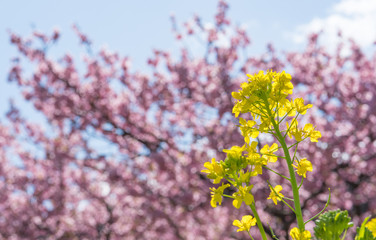 菜の花と河津桜