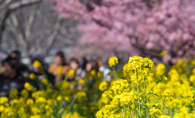 Obraz premium 菜の花と河津桜