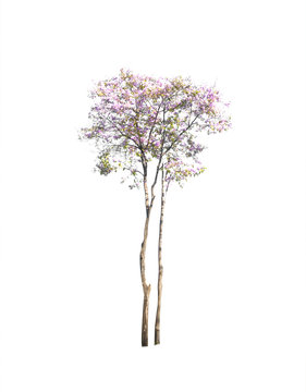 Lagerstroemia loudonii flower tree on white background
