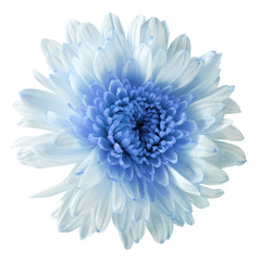 white-blue flower chrysanthemum, garden flower, white  isolated background with clipping path.  Closeup. no shadows. blue centre. Nature.