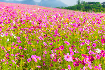 Cosmos flowers blooming
