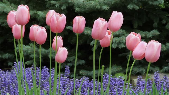 Looping video footage features tall pastel pink tulips blowing in the breeze with deep purple ajuga, or bugleweed, flowers blooming below in the spring perennial garden