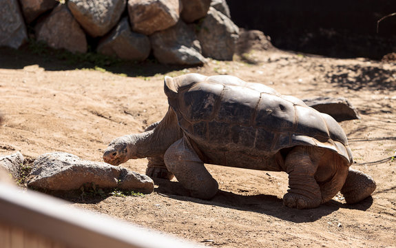 San Salvador Island Tortoise Known As Chelonoidis Nigra Darwini