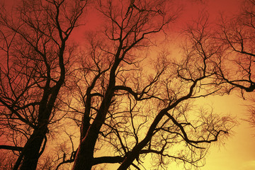 Trees without leaves at sunset light.