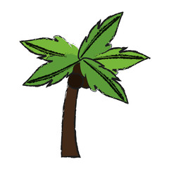 palm tree icon image vector illustration design 