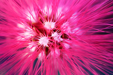 macro detail of a pink fluorescent tropical flower in garden