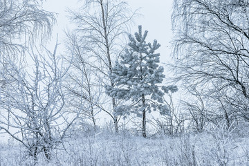 Fototapeta na wymiar Snow-covered trees in a Winter Day