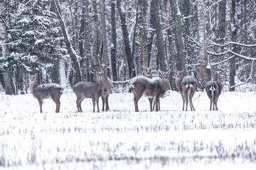 Spotted deer in the winter forest