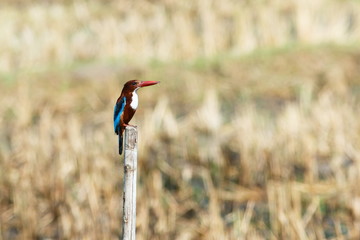 Birds,Common Kingfisher,Birds in Thailand.