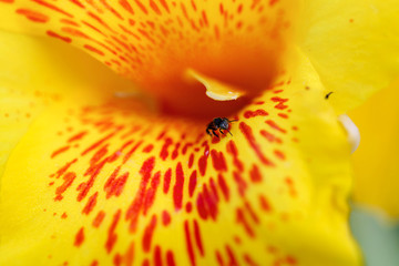 closeup yellow flower and fresh in garden