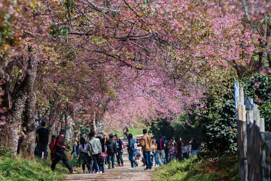Pink flowers,Prunus cerasoides, Wild Himalayan Cherry at Chiang Mai Royal Agricultural Research Centre (Khun Wang), Khun Wang Royal Chiang Mai, Thailand.