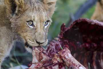 Naklejka na ściany i meble Lion (Panthera leo) cubs feeding on a carcass. Northern Cape. South Africa.