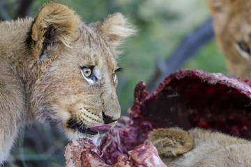 Lion (Panthera leo) cubs feeding on a carcass. Northern Cape. South Africa.