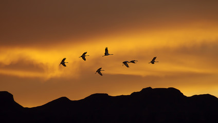 Flock of cranes spring or autumn migration
