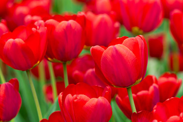 field full of red growing beautiful tulips in spring