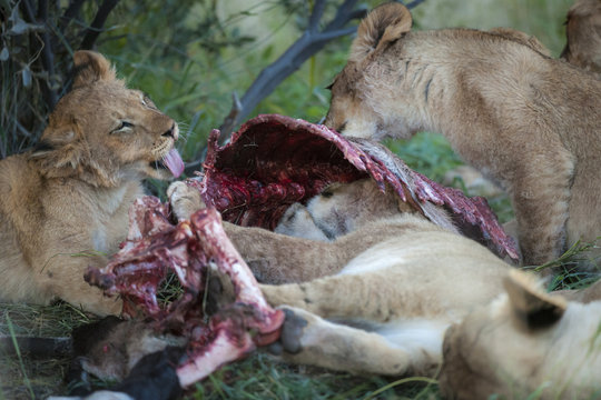 Lion (Panthera leo) cubs feeding on a carcass. Northern Cape. South Africa.