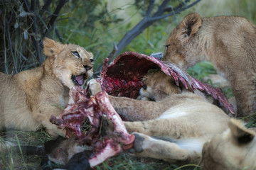 Lion (Panthera leo) cubs feeding on a carcass. Northern Cape. South Africa.