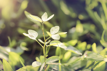 green young leaves close-up in spring morning. Shallow depth of field, Abstract background