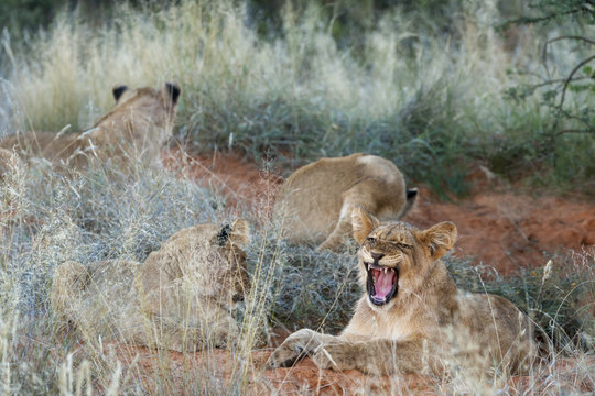 Lion (Panthera leo) cubs. Northern Cape. South Africa.
