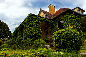 Fototapeta na wymiar Romantic house exterior covered with vine.
