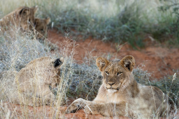 Lion (Panthera leo) cubs. Northern Cape. South Africa.