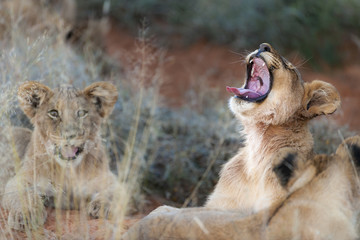 Lion (Panthera leo) cubs. Northern Cape. South Africa.