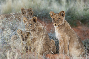 Lion (Panthera leo) cubs. Northern Cape. South Africa.