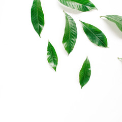 Green leaves, branches on white background. Flat lay, top view. Leaf pattern texture.