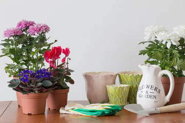 houseplants in a pot on the table