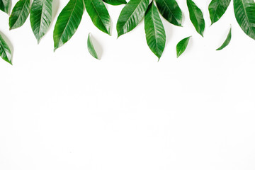 Header. Green leaves on white background. Flat lay, top view. Floral composition