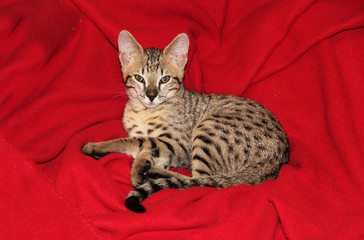 Savannah cat. Beautiful spotted and striped gold colored Serval Savannah kitten with golden yellow...