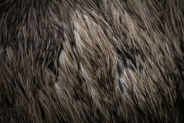 Close Up of Emu Feathers Horizontal