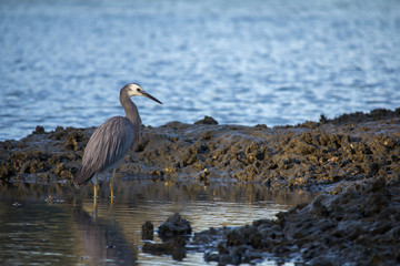White Faced Heron Wading in a Rock Pool at the Beach in Auckland New Zealand