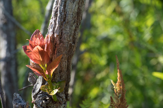 Leaves Growing from Tree Trunk