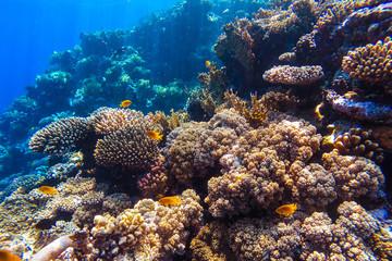 Obraz na płótnie Canvas red sea underwater coral reef