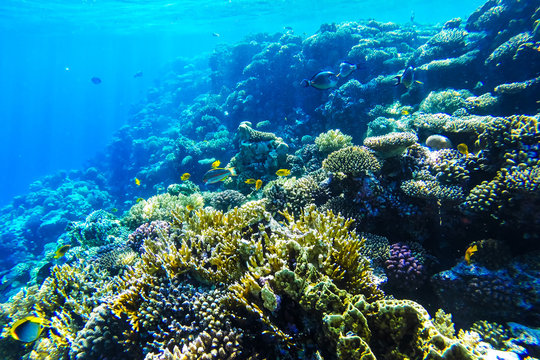 Fototapeta red sea underwater coral reef