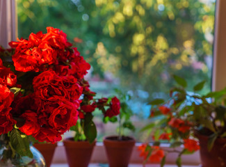 red roses in the vase