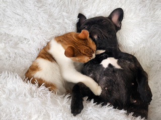 The cat affectionately hugging a sleeping dog
